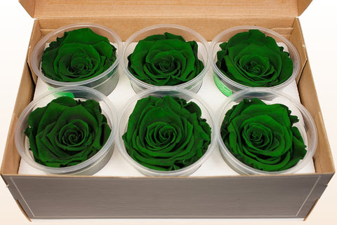 Taille XL, 6 roses