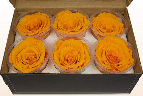 Taille XL, 6 roses
