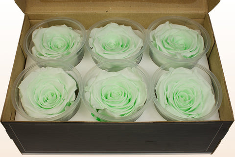 Taille XL, 6 roses