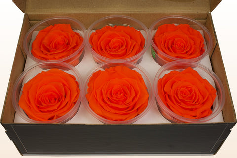 Taille XL, 6 roses