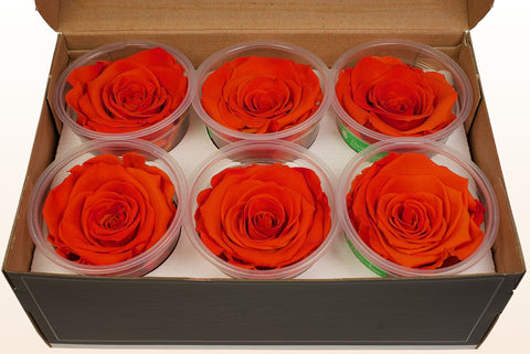 Taille XL, 6 roses