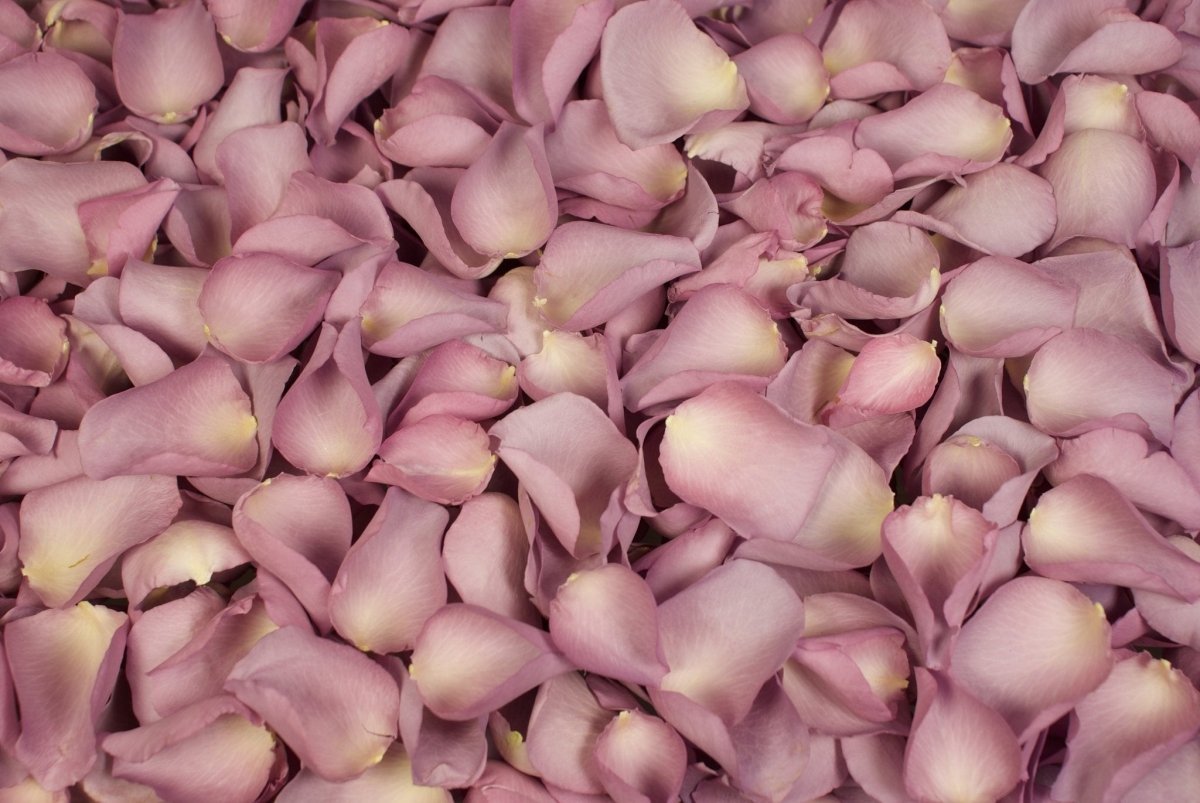 300g Pétales De Rose Naturelles Rouges - Confettis Biodégradables Mariage, Bain, Spa & Décoration DIY