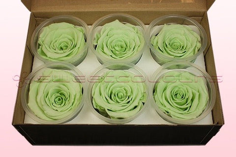 Taille XL, 6 roses