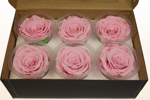 Taille L, 6 roses