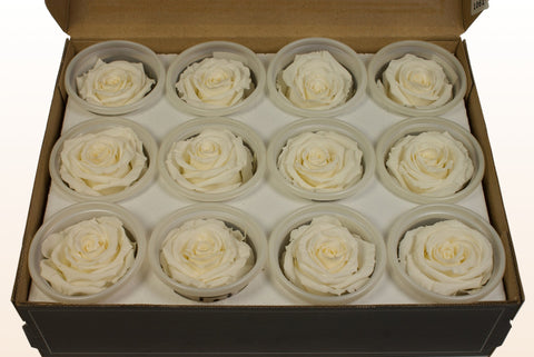 Taille S, 12 roses