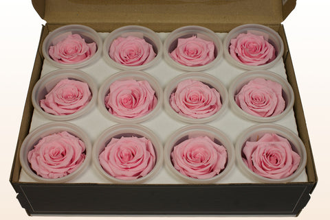 Taille S, 12 roses