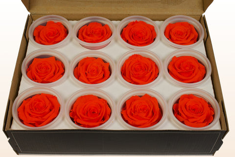 Taille S, 12 roses