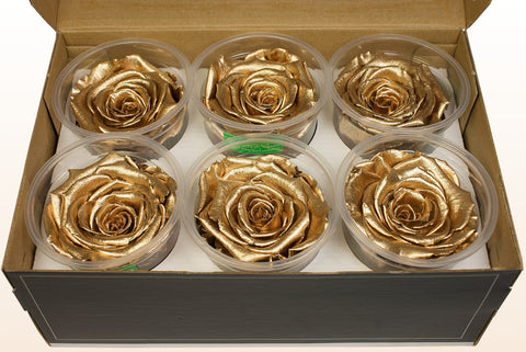 Taille XL, 6 roses