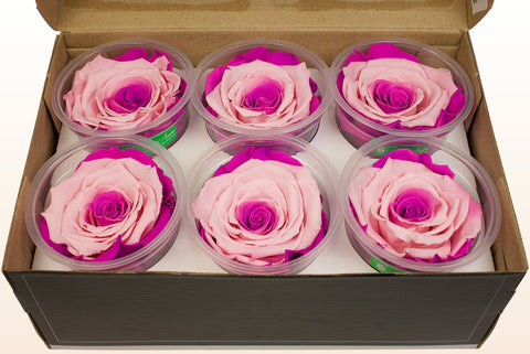 Taille XL, 6 roses
