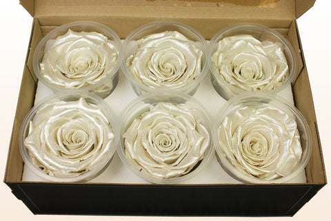 Taille XL, 6 roses