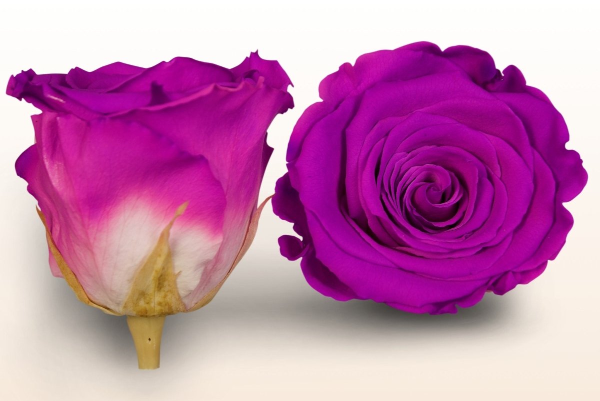 Roses conservées – Rose profond-blanc – Sweet Colours